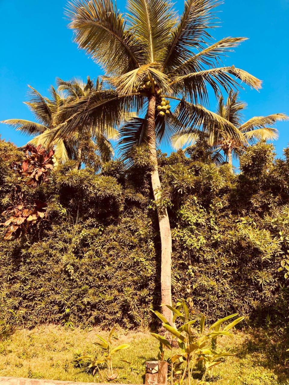 イリャベラ Yellow House Beira Mar Portinhoヴィラ エクステリア 写真